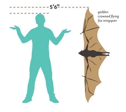 All About The Giant Golden-crowned Flying Fox, The World's Largest Bat