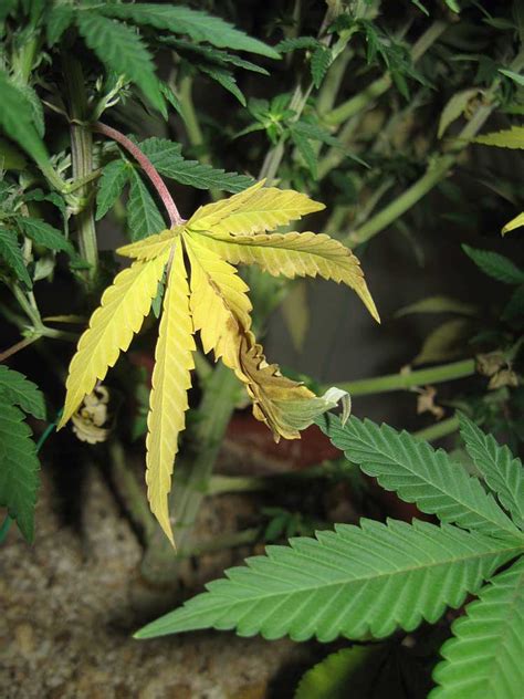 How to Fix Nitrogen Deficiency (Yellow Leaves) | Grow Weed Easy