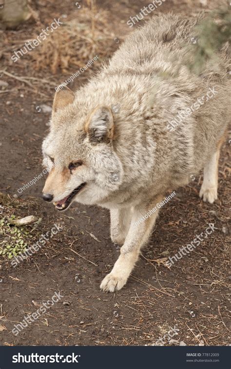 Wild Coyote Up Close Stock Photo 77812009 : Shutterstock