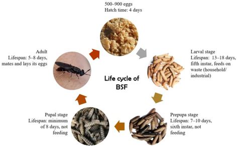 Sustainability | Free Full-Text | Lauric Acid from the Black Soldier Fly (Hermetia illucens) and ...