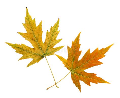 Two Leaves stock photo. Image of amber, maple, leaves - 6556012