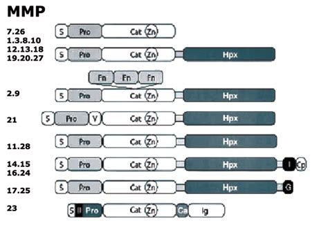 Matrix metalloproteinases structure. (S – signalling peptide, Pro –... | Download Scientific Diagram