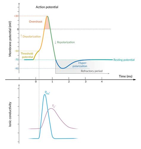 Neuron Depolarization