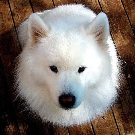 Teacup Samoyed - Profile | Care | Facts | Traits | Diet | Groom - Dog Dwell