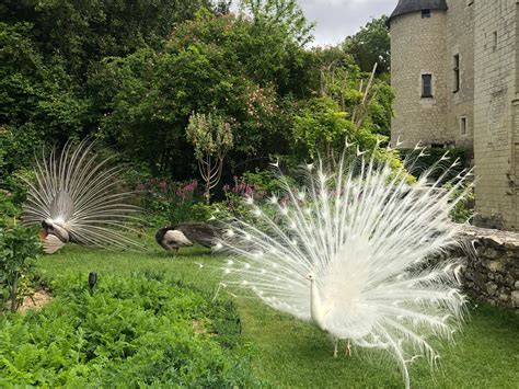 The Loire Valley for gardeners - Gardens Illustrated