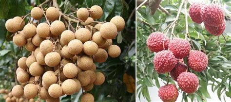 Chinese Breeders Unveil World’s First Longan/Lychee Hybrid | Produce Report