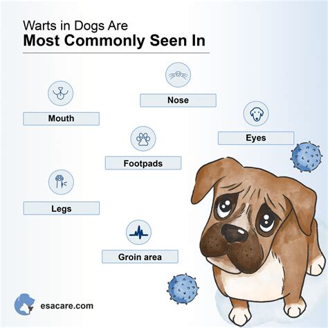 Are Human Warts Contagious To Dogs