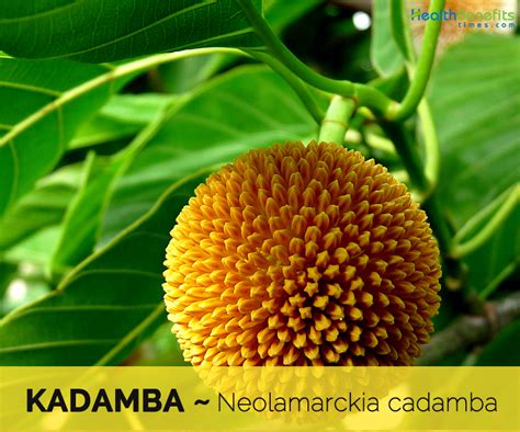 Kadamba facts and health benefits