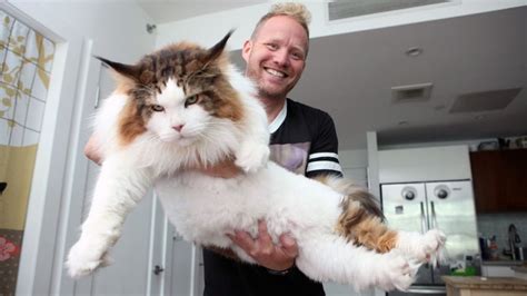 This Maine Coon is The Biggest Cat in New York. WOW He is Big