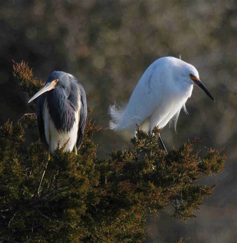 Kiawah Island - Frank W. Baker