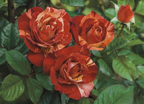 Weeks Roses Introduces Seven New Rose Varieties for Spring 2017 | Newswire