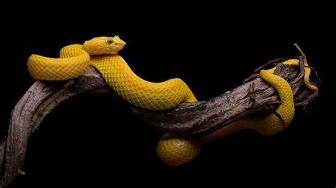 Wallpaper : animals, black background, branch, snake, yellow, simple, serpent, velociraptor ...