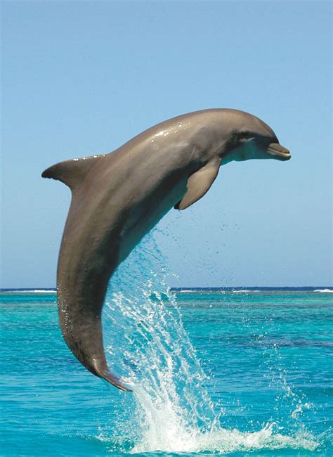 Bottlenose Dolphins Jumping