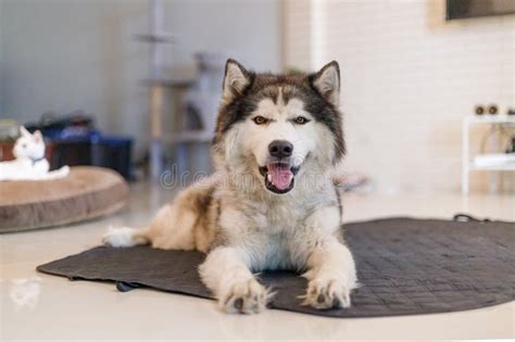 A Cute Siberian Husky Dog Smiling Stock Image - Image of happy, cute: 256686793