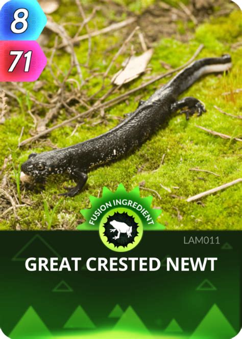 Great Crested Newt