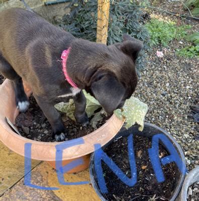 Belgian Malinois x Bull Whippet puppies for sale | UKPets