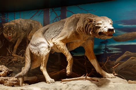 Our Evolving Understanding of Dire Wolves | La Brea Tar Pits