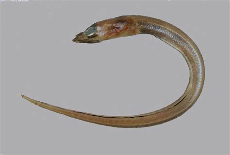 Conger Eel Family Photographs, and Information – Congridae | Mexico ...