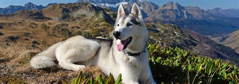 The Beginner's Guide To Hiking With Dogs