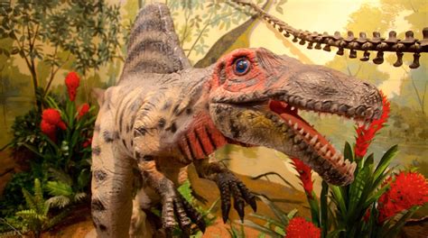 National Dinosaur Museum - Tours and Activities | Expedia