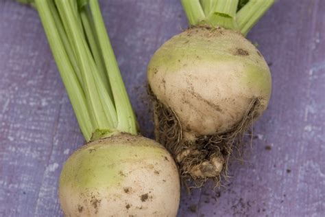 Great Beetroot Varieties to Grow | BBC Gardeners World Magazine