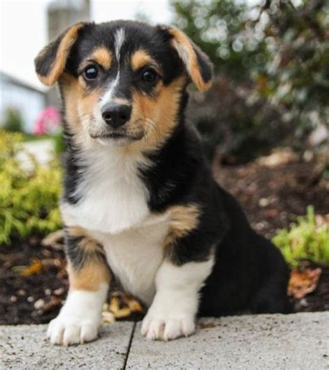 Welsh Corgi Puppies For Sale | Minneapolis, MN #250958