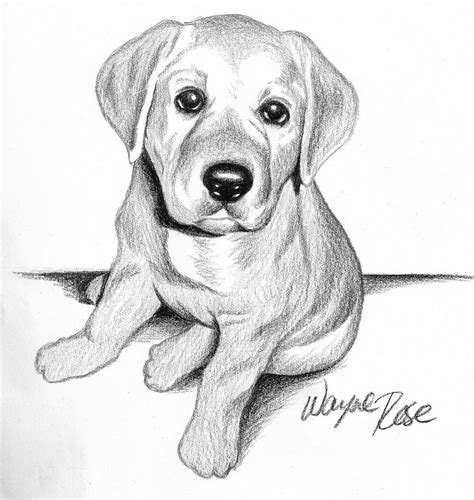 Lab Puppy Illustration in 2020 | Art drawings sketches simple, Animal ...