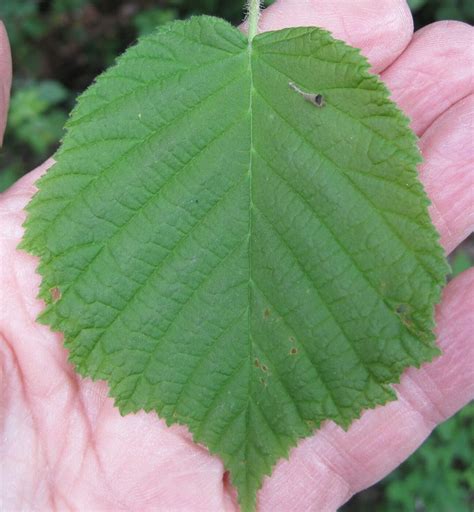 Leaf Heart-shaped - Tree Guide UK - Tree ID by heart-shaped leaves