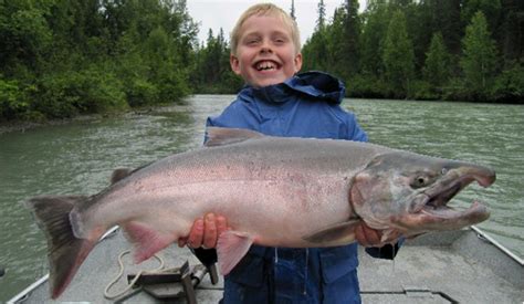 Alaska Silver Salmon - Alaska Fishing Guide | Fishtale River Guides