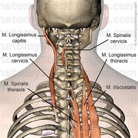 longissimus m. 최장근 : 네이버 블로그