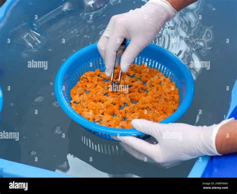 Sorting Sea Urchin Stock Photo - Alamy