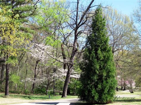 Pictorial Tour of the Memphis Botanic Gardens - House of Sylvestermouse