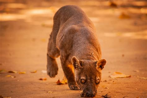 Free stock photo of madagascar, nature, wildlife