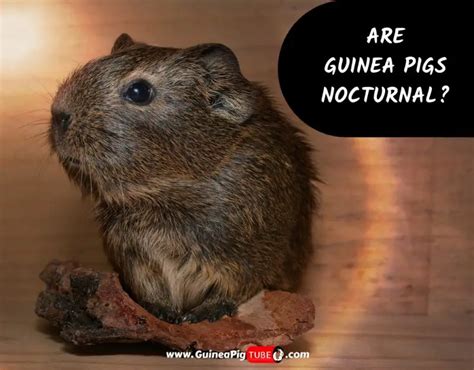 Are Guinea Pigs Nocturnal? | Guinea Pig Sleeping Habits - Guinea Pig Tube