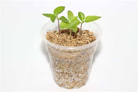 Vermiculite 500gm Imported For Seed Germination, Cutting Roots, Root ...