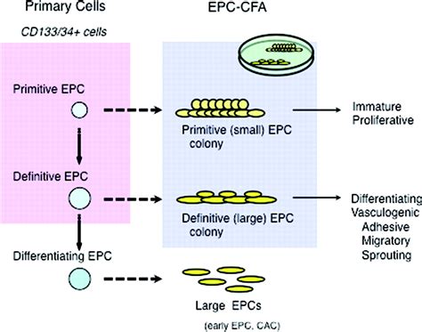 CytoSMART | Clonogenic (colony formation) assay for stem cells