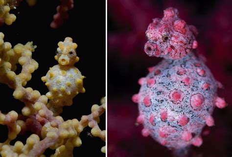 Bargibant’s Pygmy Seahorse - Evolution Diving Resort