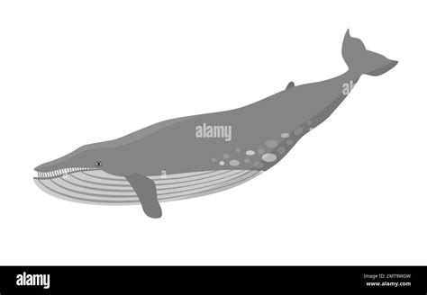 The worlds largest species Stock Vector Images - Alamy