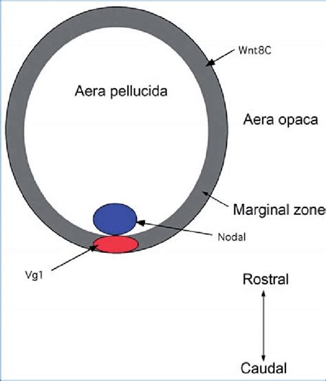 6. The embryonic disk is in close contact with the marginal zone (an ...