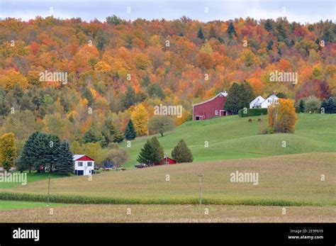 Vermont Fall Foliage with Dairy Cattles, Jeffersonville, Vermont VT ...