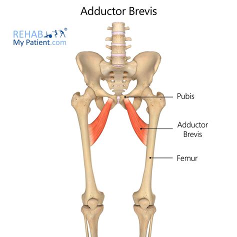 Adductor Brevis | Rehab My Patient