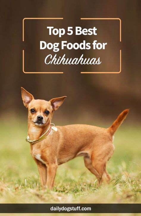 Top 5 Best Dog Foods for Chihuahuas (With images) | Best dog food, Dog food recipes, Chihuahua