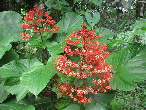 Clerodendrum paniculatum red pagoda tree | Tropical garden plants, Plants, Amazing gardens