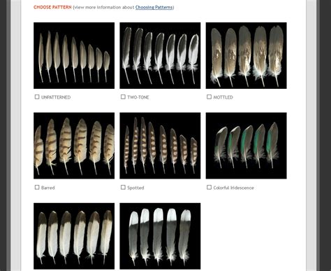 What's That Feather? Great Tools and Books to ID Unknown Feathers - A Magical Homeschool