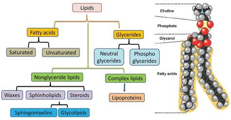 building blocks of lipids - building blocks