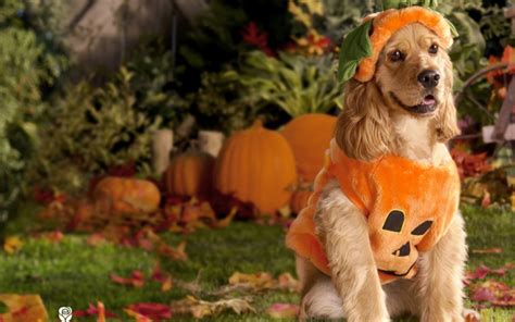 Halloween Wallpapers - Free Halloween Wallpapers: Puppy Halloween Wallpapers