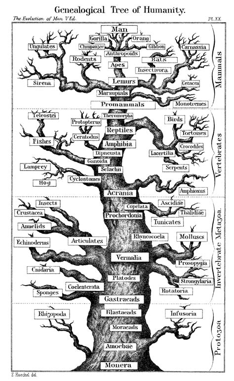 The Tree of Life: We are related to every living thing! | Human ...