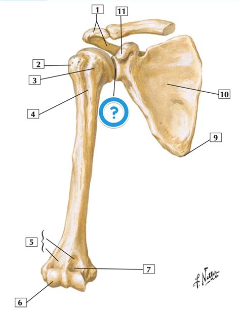 Level 7 - MBChB Anatomy (Dundee) - Memrise