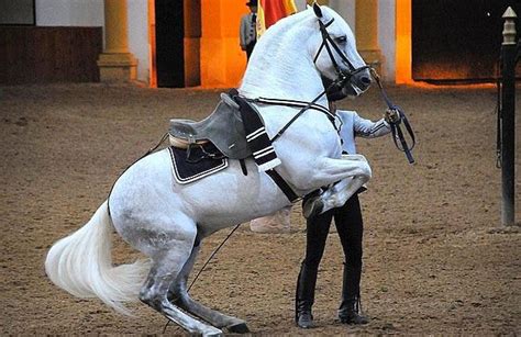 Pin de Ignacio Escuti en CABALLOS ANDALUCES | Caballo andaluz, Imagenes de caballos españoles ...