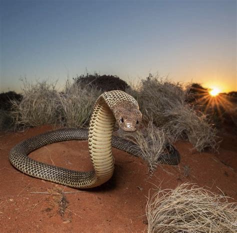 The Ten Most Venomous Snakes in Australia | Wildest